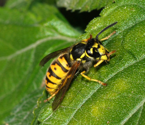 Wasp